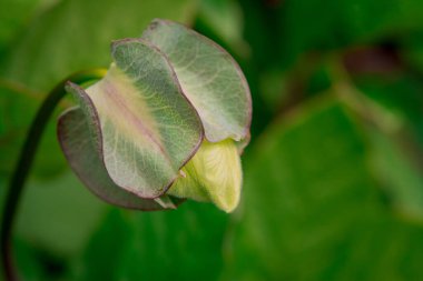Kobaa taramaları (Meksika sarmaşığı, manastır çanları, katedral çanları)