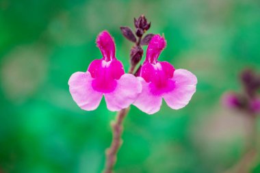 Makro sıcak dudaklı salvia çiçekleri çiçek açtı.