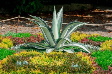 Göz kamaştırıcı Burgandy ve yeşil sulu