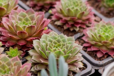 Göz kamaştırıcı Burgandy ve yeşil sulu