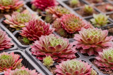 Göz kamaştırıcı Burgandy ve yeşil sulu