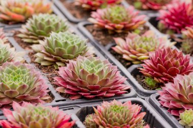 Göz kamaştırıcı Burgandy ve yeşil sulu