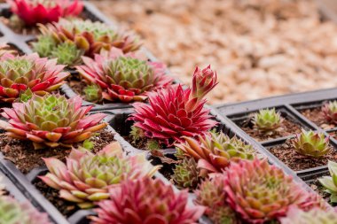 Göz kamaştırıcı Burgandy ve yeşil sulu