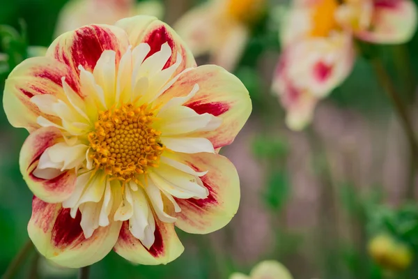 Dahlia Virágok Virágos Háttérrel Egy Napsütéses Napon — Stock Fotó