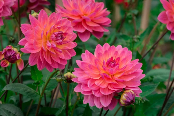 Dahlia Blommor Med Blommig Bakgrund Solig Dag — Stockfoto