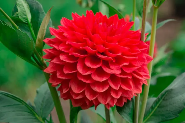 Dahlia Flores Com Fundo Floral Dia Ensolarado — Fotografia de Stock