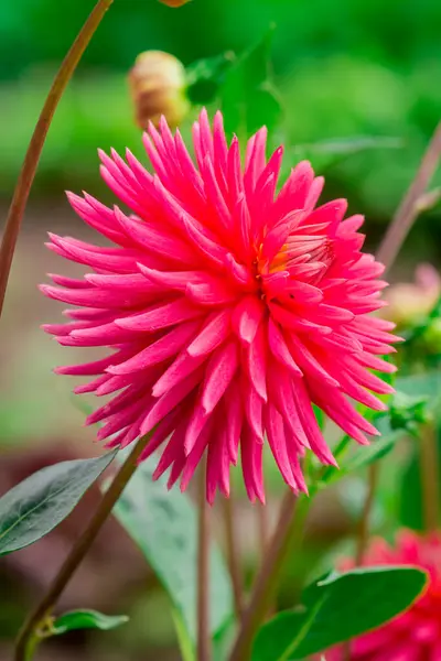 晴れた日の花の背景を持つダリアの花 — ストック写真