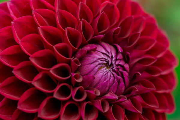 Dahlia Flori Fundal Floral Într Însorită — Fotografie, imagine de stoc