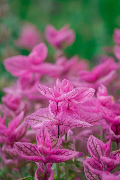 Nahaufnahme Lila Osteosperumum Blume Daisyin Garten — Stockfoto