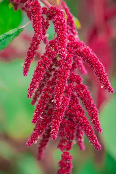 Blossomed Pink Love Lies Bleeding Flowers — Stock Photo, Image