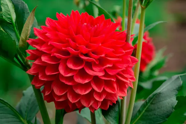 Dahlia Flores Com Fundo Floral Dia Ensolarado — Fotografia de Stock