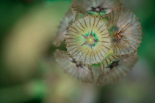 Eryngium Planum Utilizado Para Flores Eternas — Foto de Stock