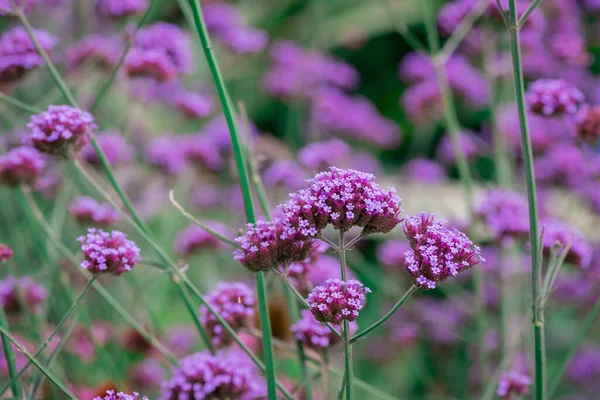 Bahçedeki güzel mavi lavanta çiçekleri