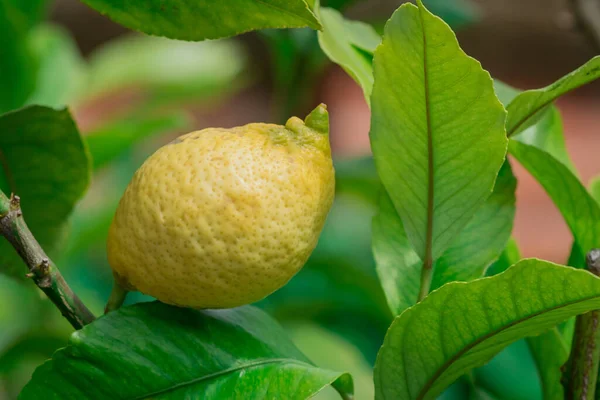 Лимоны Лимонном Дереве Филиал Пучок — стоковое фото