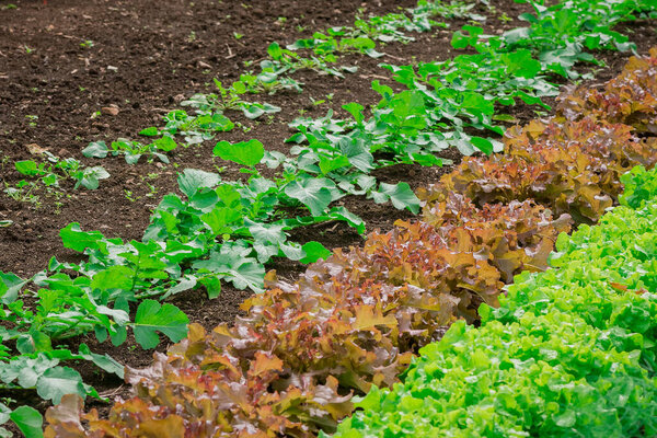 Rowns of Fancy Lettuce in a cottage garden