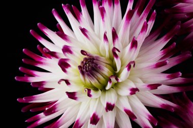 Arka planda izole edilmiş güzel yıldız çiçekleri.