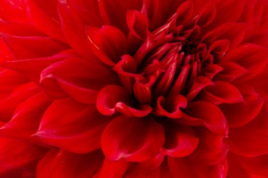 Arka planda izole edilmiş güzel yıldız çiçekleri.