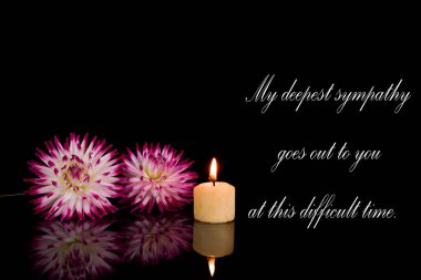 Arka planda izole edilmiş güzel yıldız çiçekleri.