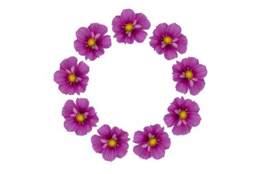 Arka planda izole edilmiş güzel kozmos çiçekleri