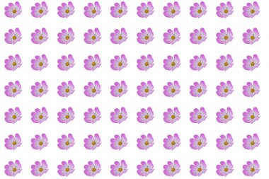 Arka planda izole edilmiş güzel kozmos çiçekleri