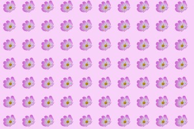 Arka planda izole edilmiş güzel kozmos çiçekleri