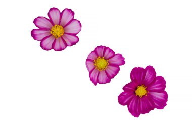 Beyaz arka planda izole edilmiş güzel kozmos çiçekleri