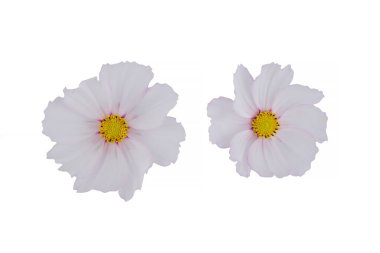 Beyaz arka planda izole edilmiş güzel kozmos çiçekleri