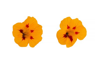 Beyaz arka planda izole edilmiş güzel kozmos çiçekleri