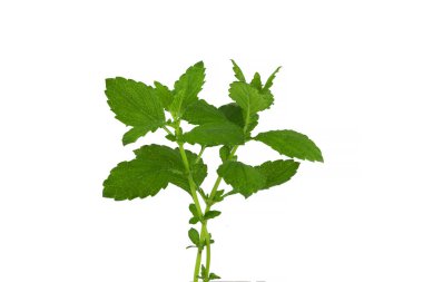 Yeşil nane yaprakları beyaz zemin üzerine izole kapatmak