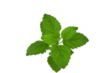 Yeşil nane yaprakları beyaz zemin üzerine izole kapatmak
