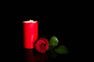 siyah zemin üzerine kırmızı gül çiçekler 