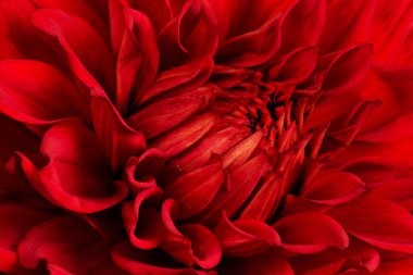 Arka planda izole edilmiş güzel yıldız çiçekleri.