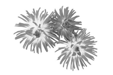 Arka planda izole edilmiş güzel yıldız çiçekleri.