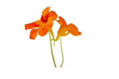 Beyaz arka plan üzerinde izole sarı nasturtium