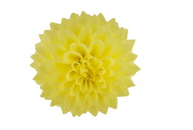 Arka planda izole edilmiş güzel yıldız çiçekleri.