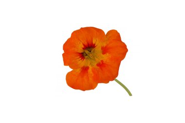 Beyaz arka plan üzerinde izole sarı nasturtium