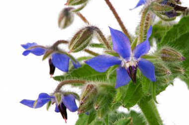  Süsleme için beyaz arkaplanda mavi borage çiçekleri