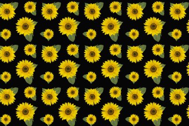 Arka planda sarı kırmızı ayçiçekleri izole edilmiş