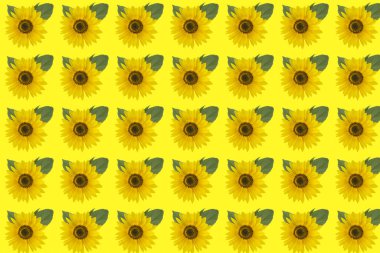 Arka planda sarı kırmızı ayçiçekleri izole edilmiş