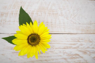 Arka planda sarı kırmızı ayçiçekleri izole edilmiş