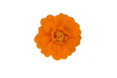 Latince adı Tagetes olan beyaz karanfil çiçeği.