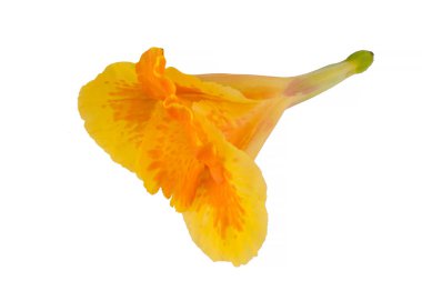 Beyaz arka plan üzerinde izole sarı nasturtium