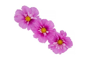 Beyaz arka planda izole edilmiş güzel kozmos çiçekleri