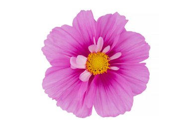 Beyaz arka planda izole edilmiş güzel kozmos çiçekleri