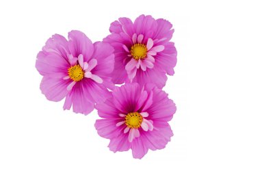 Beyaz arka planda izole edilmiş güzel kozmos çiçekleri
