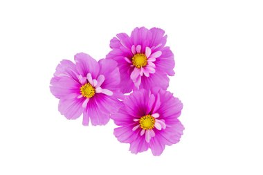 Beyaz arka planda izole edilmiş güzel kozmos çiçekleri