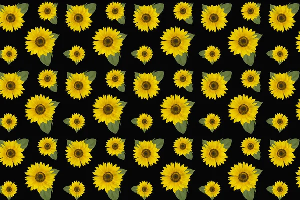 Yellow red sunflowers isolated on background