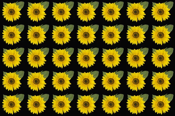 Yellow red sunflowers isolated on background