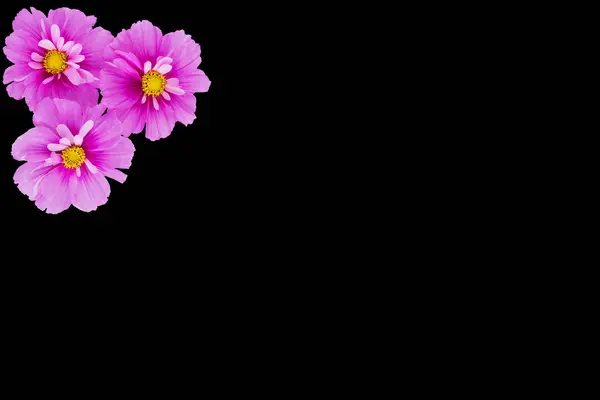 Vacker Kosmos Blommor Isolerad Bakgrunden — Stockfoto