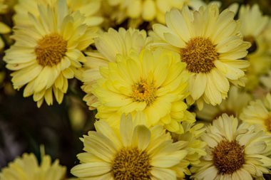 Boyalı Daisy Robinson 'un Kırmızısı, Çiçeği veya Piretrumu, Kasımpatı